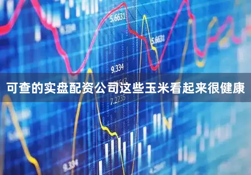 可查的实盘配资公司这些玉米看起来很健康